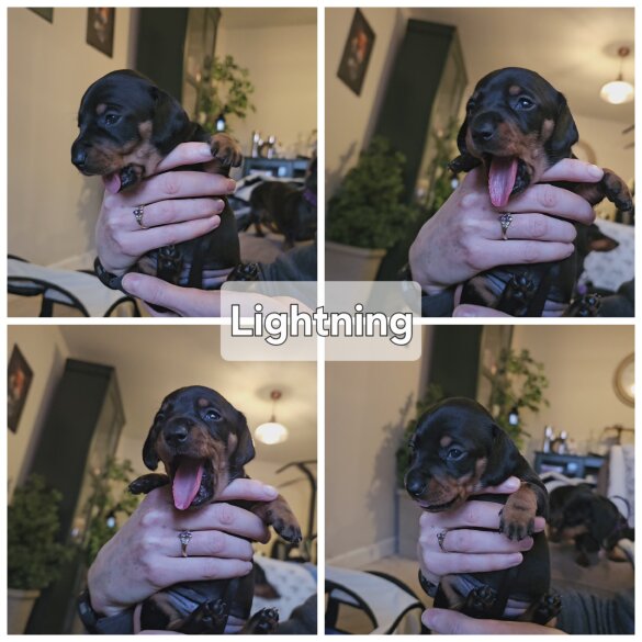 Dachshund (Standard &amp; Miniature) - Both