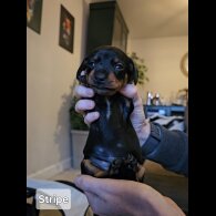 Dachshund (Standard &amp; Miniature) - Both