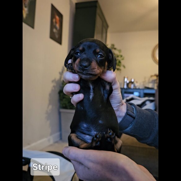 Dachshund (Standard &amp; Miniature) - Both