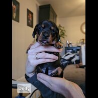 Dachshund (Standard &amp; Miniature) - Both