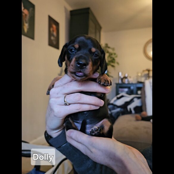 Dachshund (Standard &amp; Miniature) - Both
