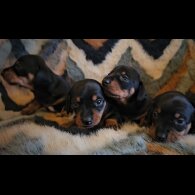 Dachshund (Standard &amp; Miniature) - Both