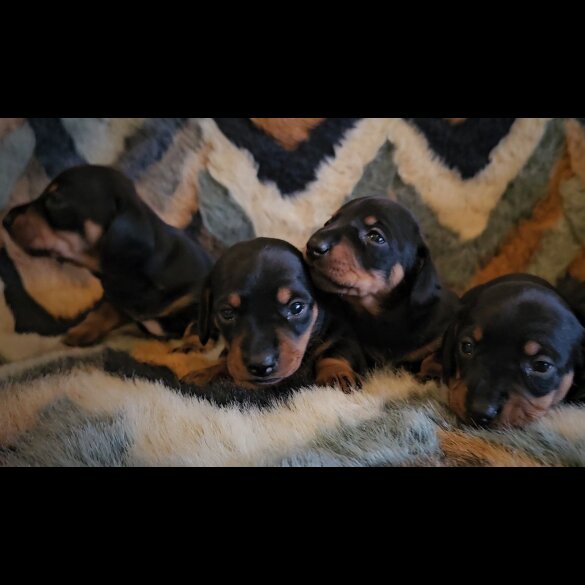 Dachshund (Standard &amp; Miniature) - Both