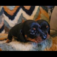 Dachshund (Standard &amp; Miniature) - Both