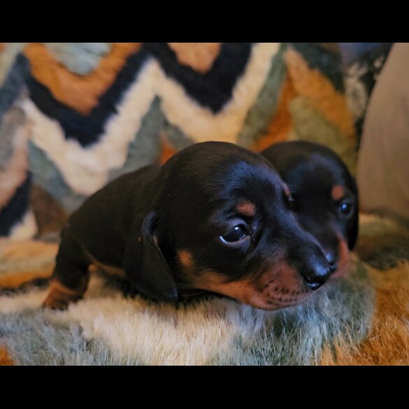 Dachshund (Standard &amp; Miniature) - Both