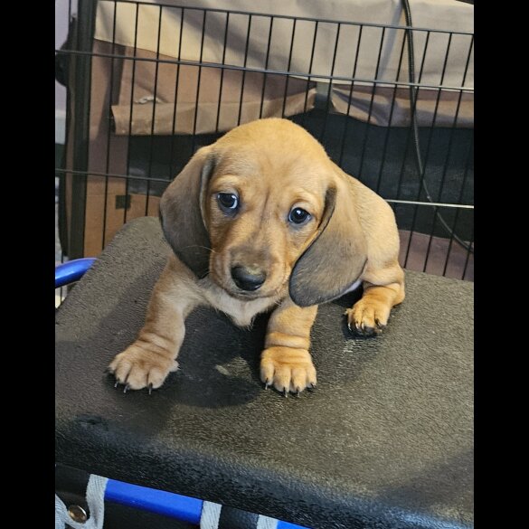 Dachshund (Standard &amp; Miniature) - Bitches