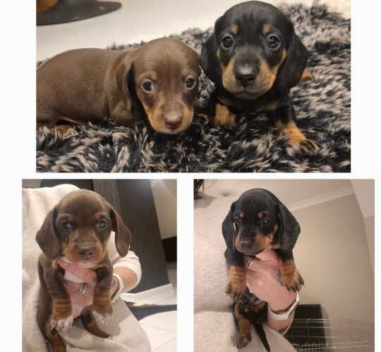 Dachshund (Standard &amp; Miniature)