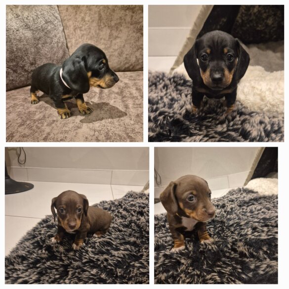 Dachshund (Standard &amp; Miniature) - Both