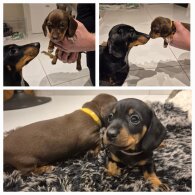 Dachshund (Standard &amp; Miniature) - Both