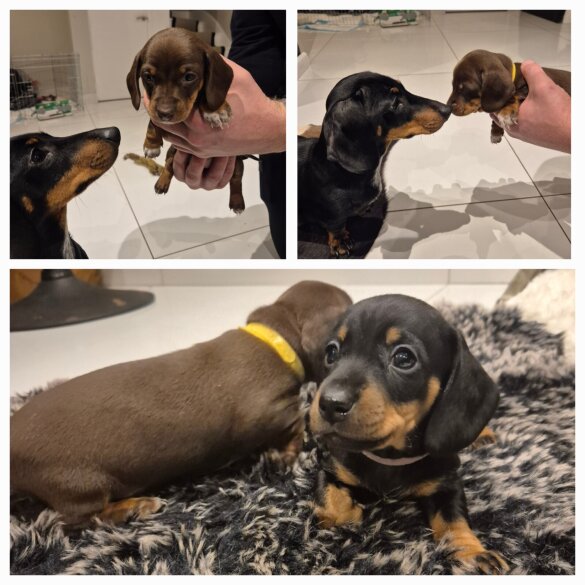 Dachshund (Standard &amp; Miniature) - Both