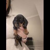Dachshund (Standard &amp; Miniature) - Both