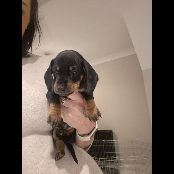 Dachshund (Standard &amp; Miniature) - Both