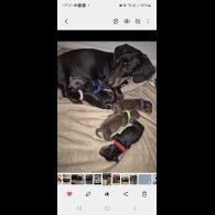 Dachshund (Standard &amp; Miniature) - Both