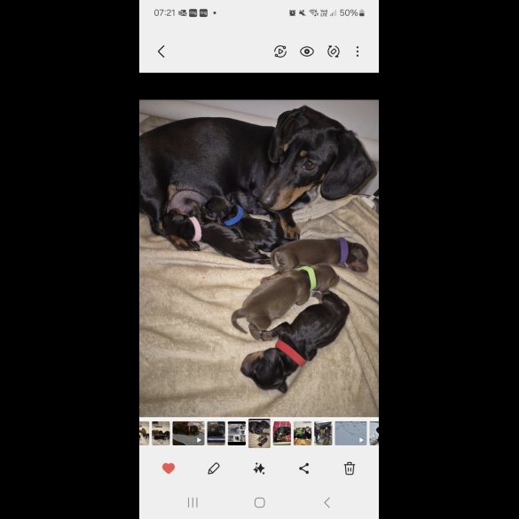 Dachshund (Standard &amp; Miniature) - Both