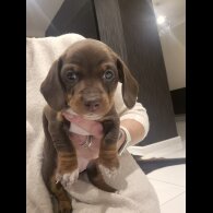 Dachshund (Standard &amp; Miniature) - Both