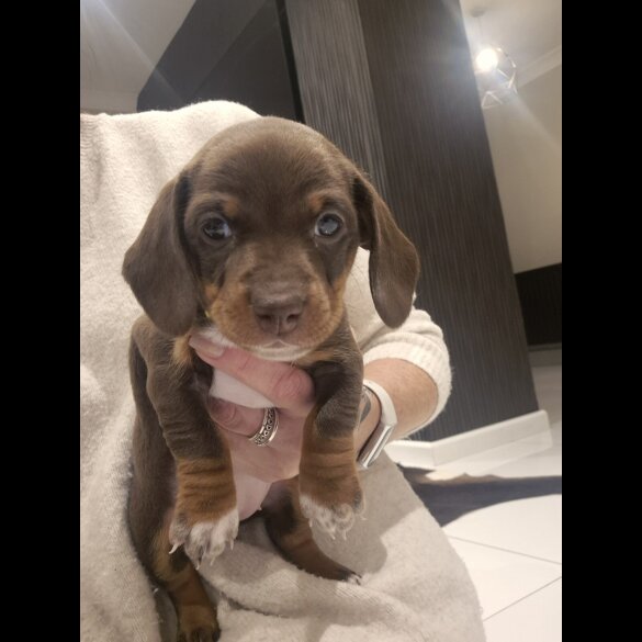Dachshund (Standard &amp; Miniature) - Both