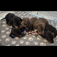 Dachshund (Standard &amp; Miniature) - Both
