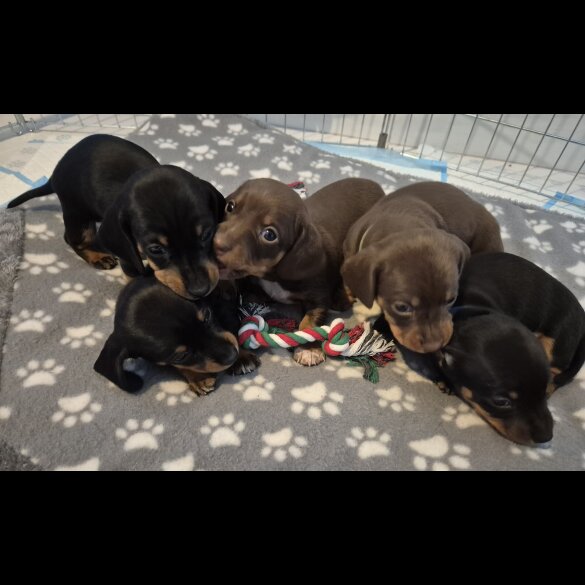 Dachshund (Standard &amp; Miniature) - Both