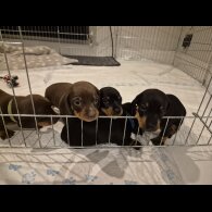 Dachshund (Standard &amp; Miniature) - Both