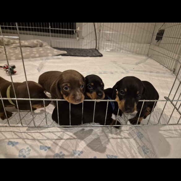 Dachshund (Standard &amp; Miniature) - Both
