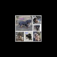 Dachshund (Standard &amp; Miniature) - Both