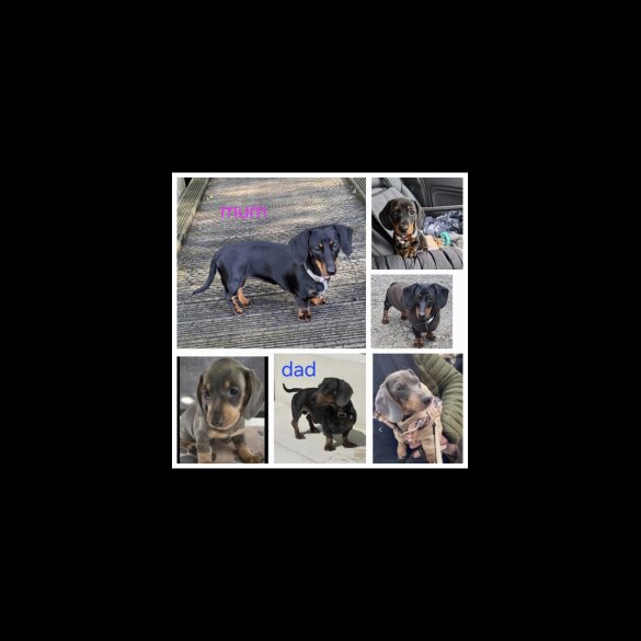 Dachshund (Standard &amp; Miniature) - Both