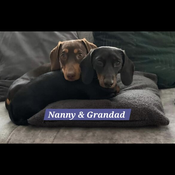 Dachshund (Standard &amp; Miniature) - Both