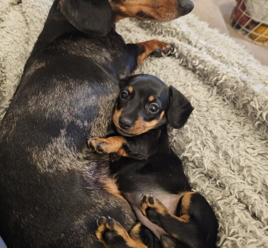 Dachshund (Standard &amp; Miniature)