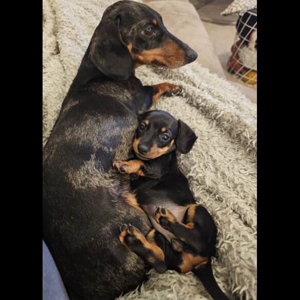Dachshund (Standard &amp; Miniature) - Both