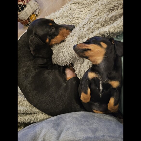 Dachshund (Standard &amp; Miniature) - Both
