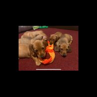 Dachshund (Standard &amp; Miniature) - Bitches