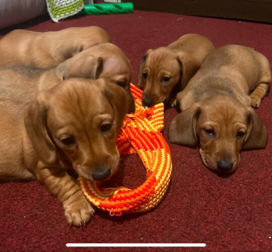 Dachshund (Standard &amp; Miniature)