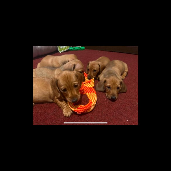 Dachshund (Standard &amp; Miniature) - Bitches