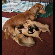 Dachshund (Standard &amp; Miniature) - Bitches