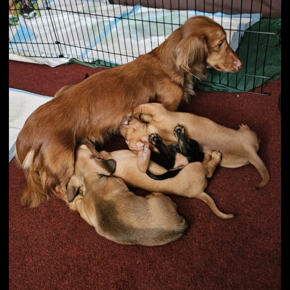 Dachshund (Standard &amp; Miniature) - Bitches