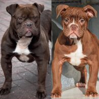 Dorset Olde Tyme Bulldogge - Both