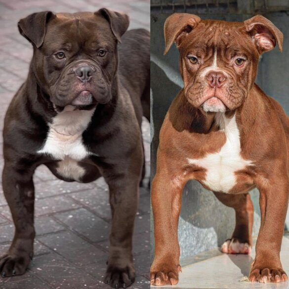 Dorset Olde Tyme Bulldogge - Both
