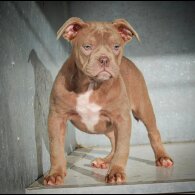 Dorset Olde Tyme Bulldogge - Both