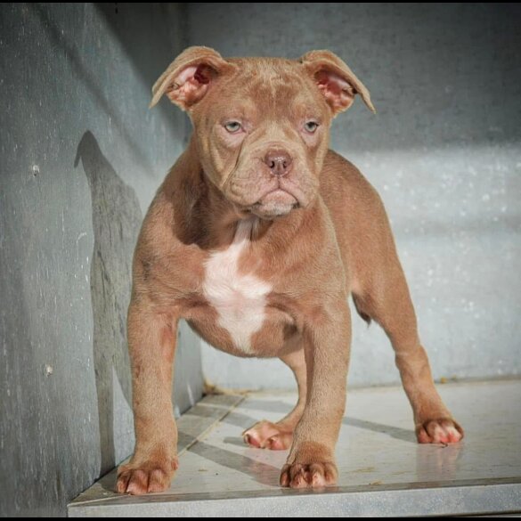 Dorset Olde Tyme Bulldogge - Both