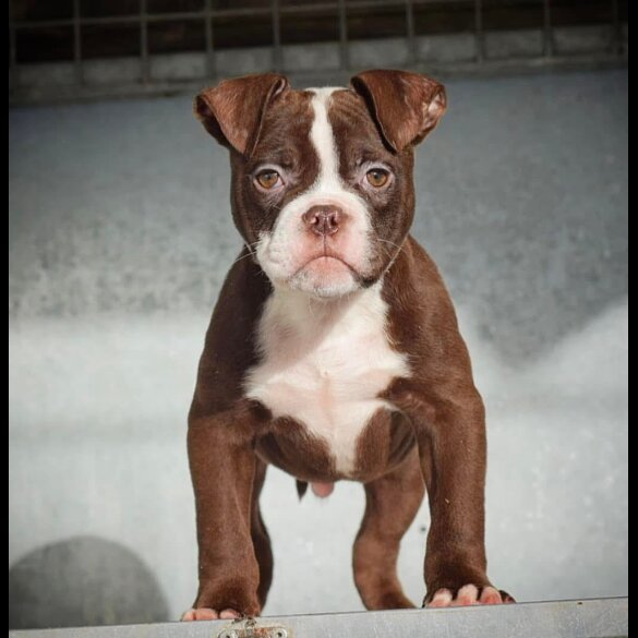 Dorset Olde Tyme Bulldogge - Both