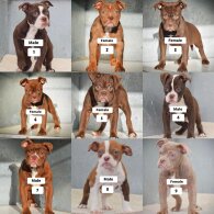 Dorset Olde Tyme Bulldogge - Both