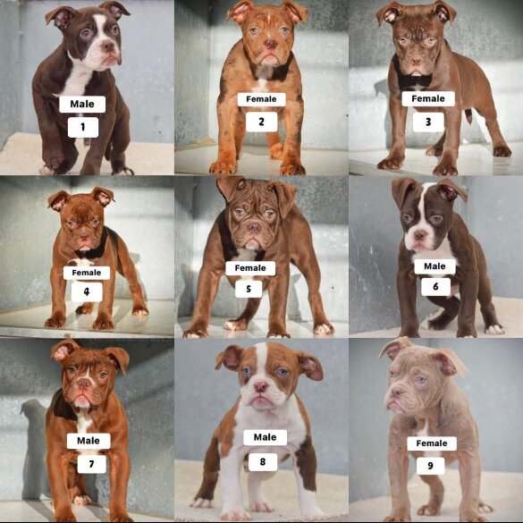 Dorset Olde Tyme Bulldogge - Both