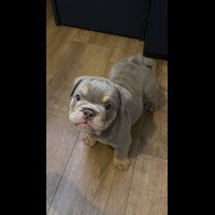 English Bulldog - Bitches