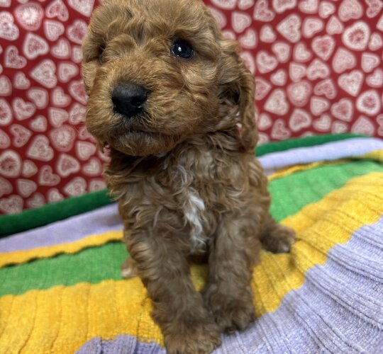 Cockapoo
