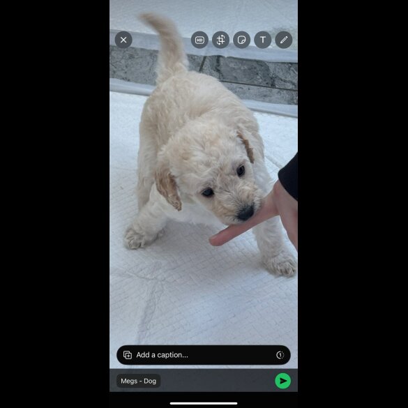 Labradoodle - Both