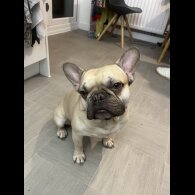 French Bulldog