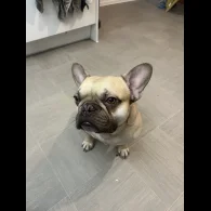 French Bulldog