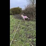 French Bulldog - Both