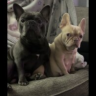 French Bulldog - Both
