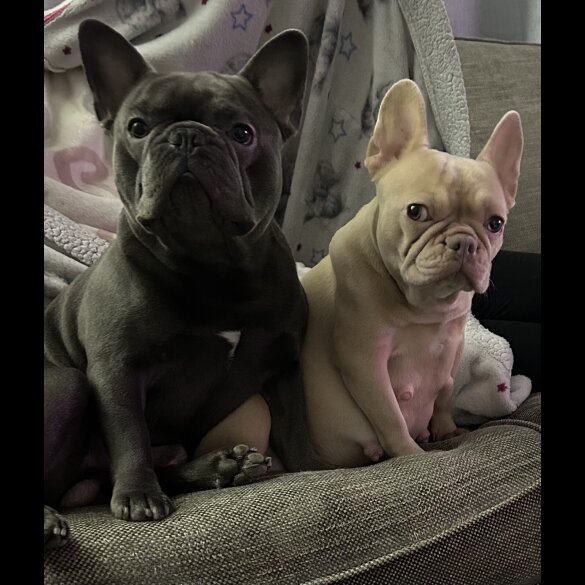 French Bulldog - Both